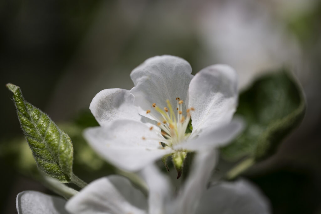 Blurry view natural flowers
