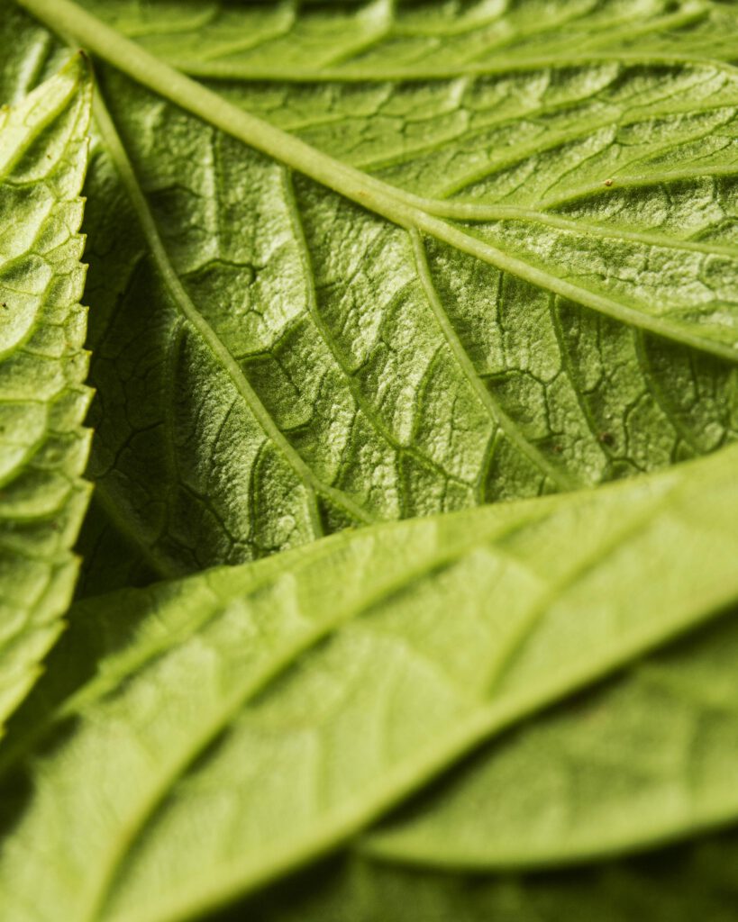 Close up green leaves nerves
